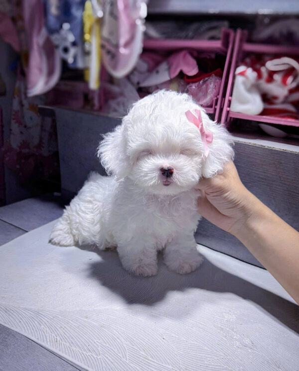 Chó Poodle Size Tiny Màu Trắng Cái Mã PD247