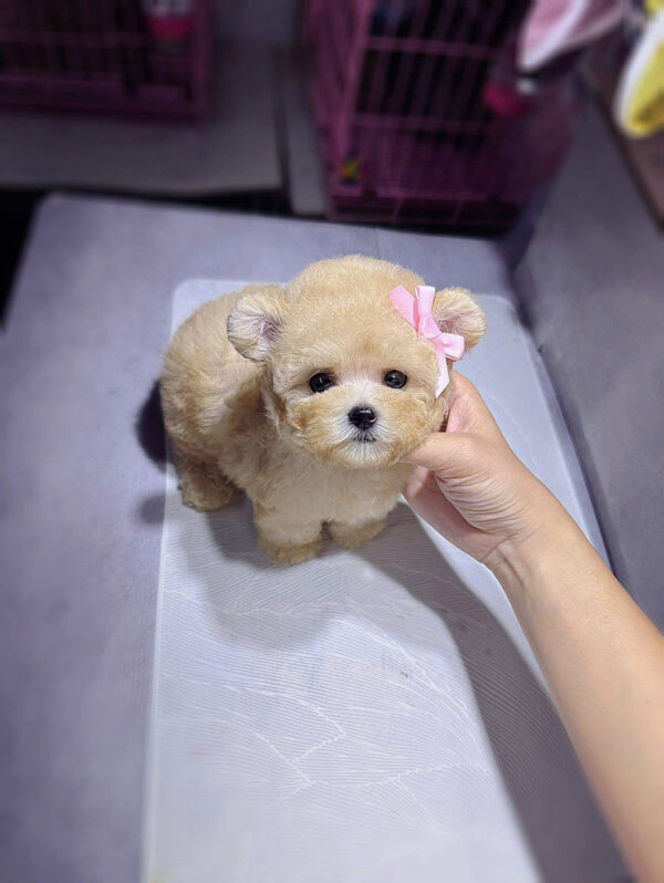Chó Poodle Size Tiny Màu Vàng Mơ Tai Gấu Đực Mã PD248