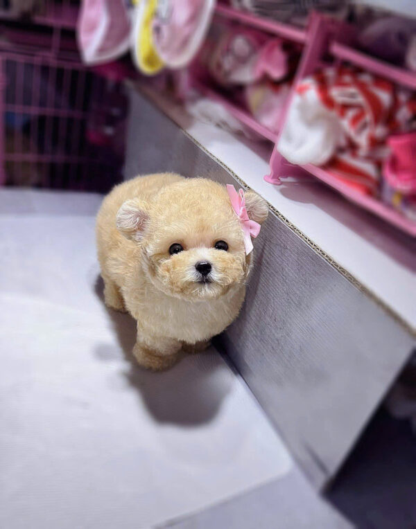 Chó Poodle Size Tiny Màu Vàng Mơ Tai Gấu Đực Mã PD248