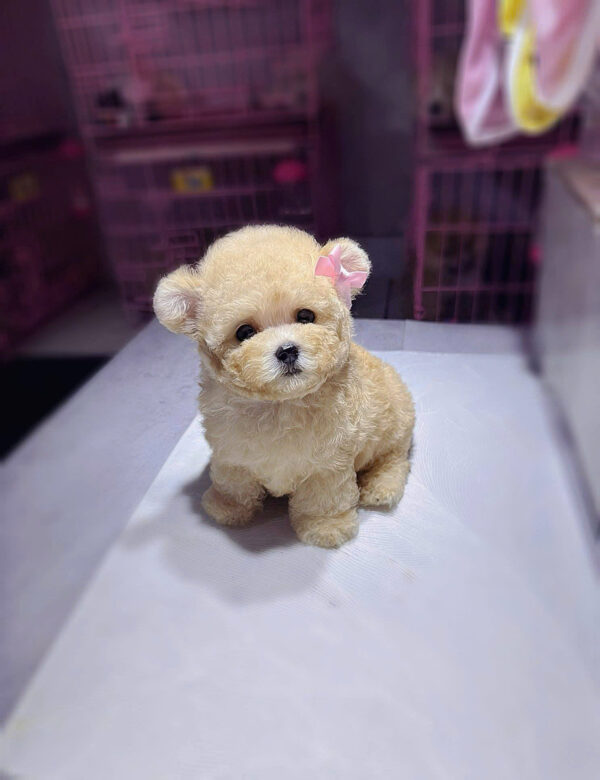 Chó Poodle Size Tiny Màu Vàng Mơ Tai Gấu Đực Mã PD248