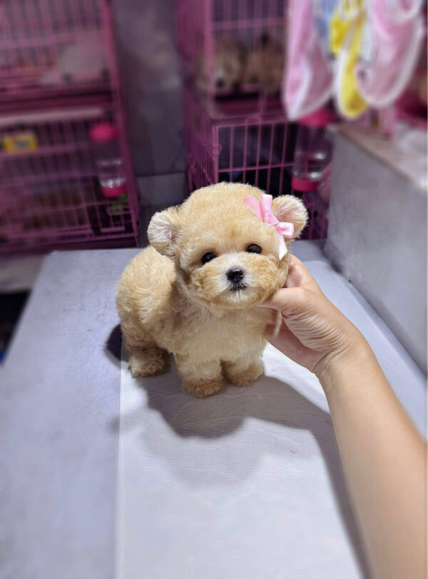 Chó Poodle Size Tiny Màu Vàng Mơ Tai Gấu Đực Mã PD248