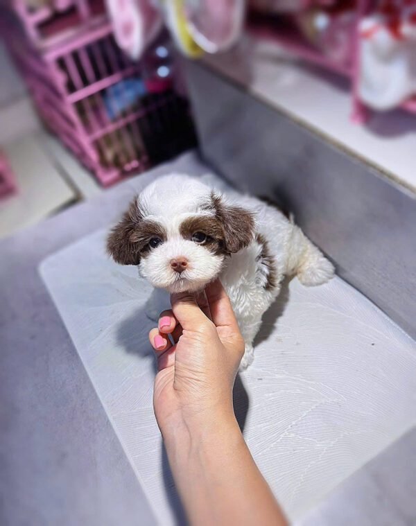 Chó Poodle Màu Bò Socola Cái Mã PD249