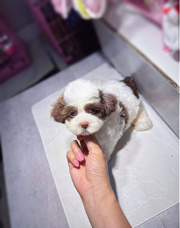 Chó Poodle Màu Bò Socola Cái Mã PD249