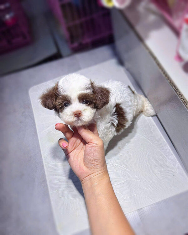 Chó Poodle Màu Bò Socola Cái Mã PD249