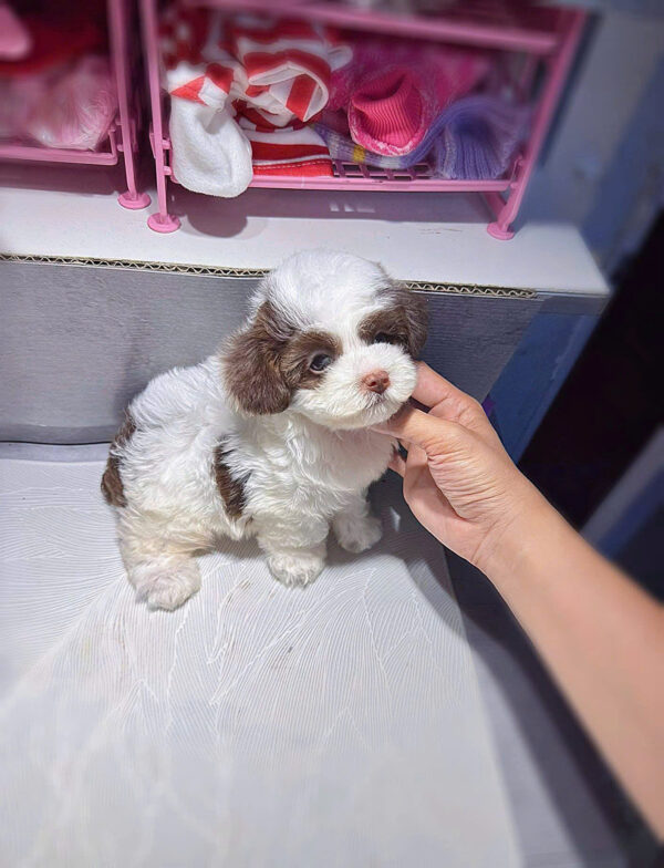 Chó Poodle Màu Bò Socola Cái Mã PD249