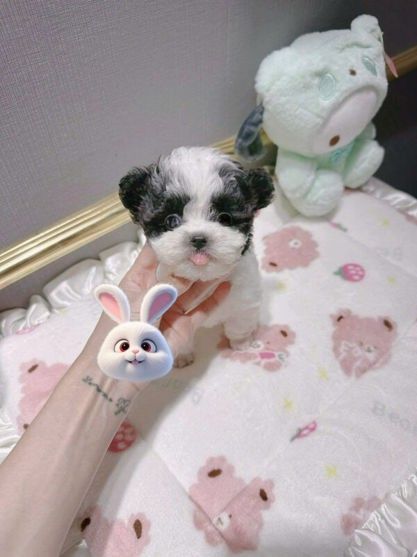 Chó Poodle Màu Bò Xám Tai Gấu Đực Mã PD250