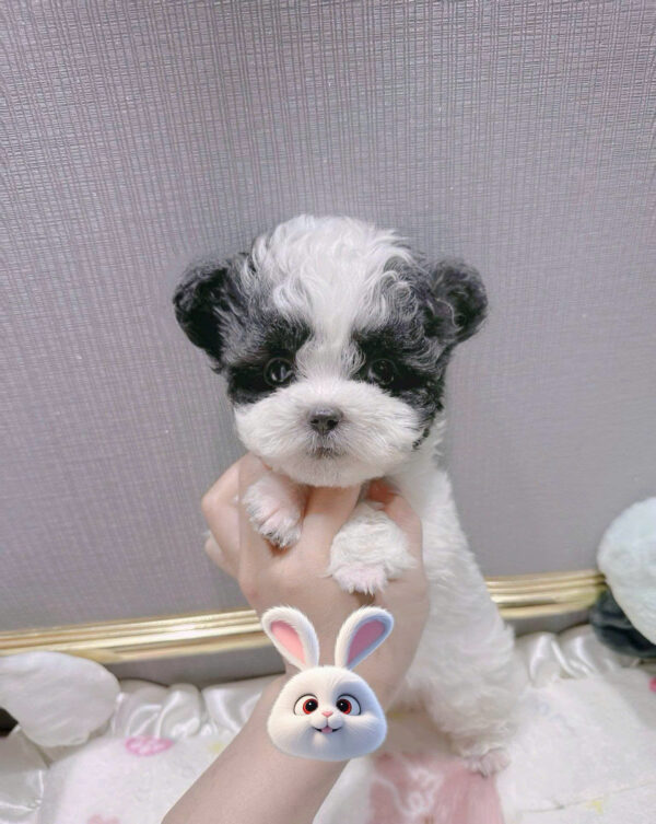 Chó Poodle Màu Bò Xám Tai Gấu Đực Mã PD250