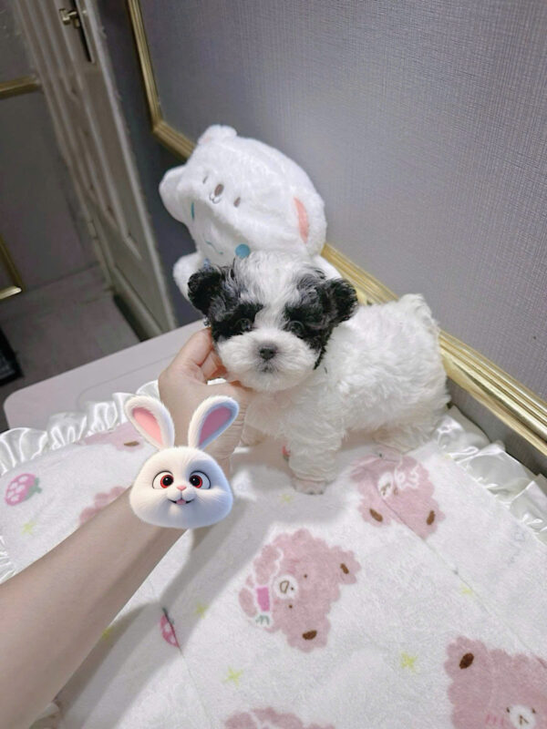 Chó Poodle Màu Bò Xám Tai Gấu Đực Mã PD250