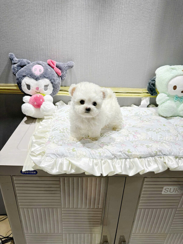 Chó Bichon Màu Trắng Tai Gấu Đực Mã BC251