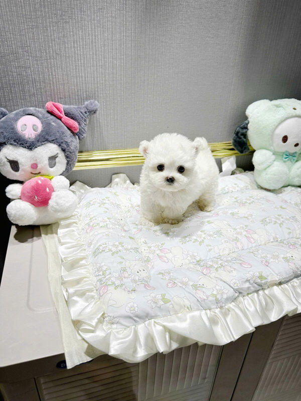 Chó Bichon Màu Trắng Tai Gấu Đực Mã BC251