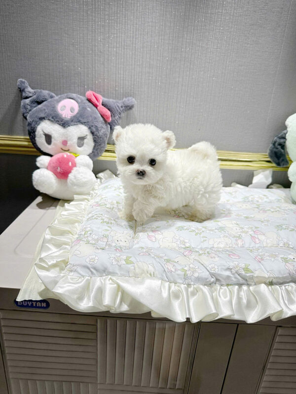 Chó Bichon Màu Trắng Tai Gấu Đực Mã BC251