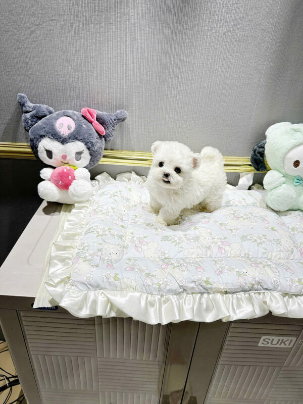 Chó Bichon Màu Trắng Tai Gấu Đực Mã BC251