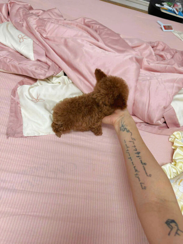 Chó Poodle Màu Nâu Tai Bướm Size Teacup Đực Mã PD252