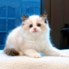 Mèo Ragdoll Màu Bicolor Đực Mã RD255
