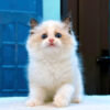 Mèo Ragdoll Màu Bicolor Đực Mã RD255