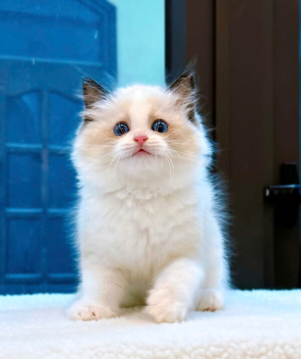 Mèo Ragdoll Màu Bicolor Đực Mã RD255
