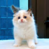 Mèo Ragdoll Màu Bicolor Đực Mã RD255