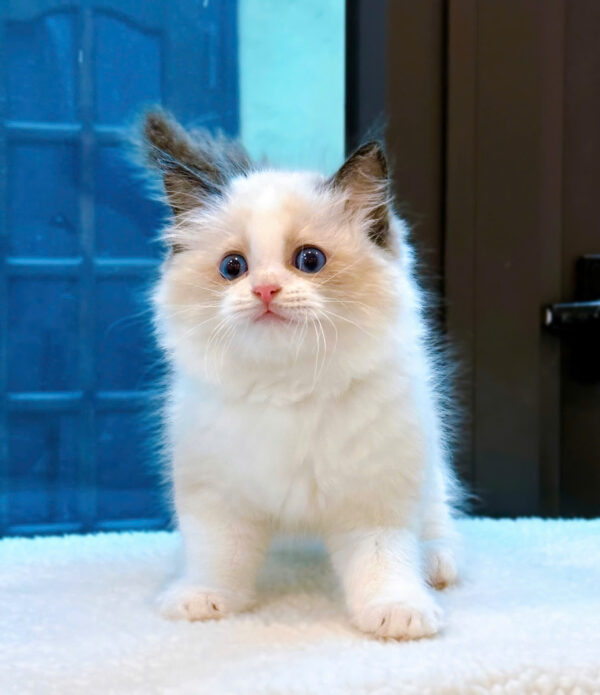 Mèo Ragdoll Màu Bicolor Đực Mã RD255
