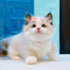 Mèo Ragdoll Màu Bicolor Chân Lùn Cái Mã RD256