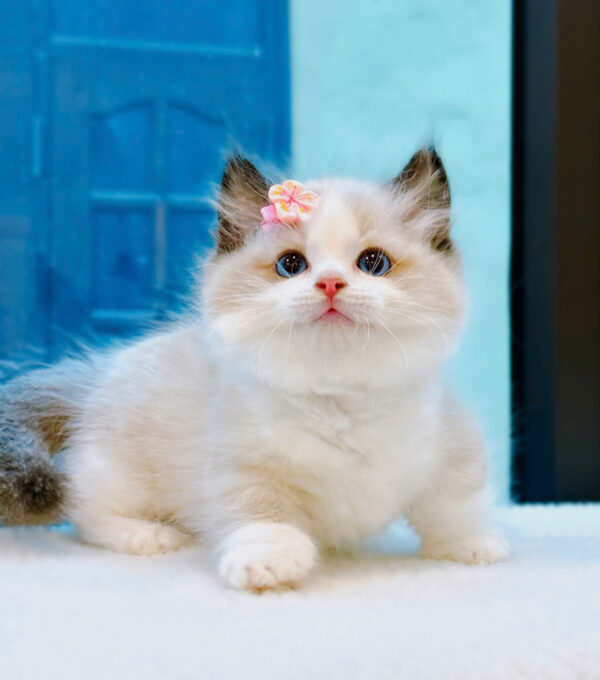 Mèo Ragdoll Màu Bicolor Chân Lùn Cái Mã RD256