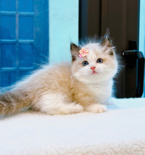 Mèo Ragdoll Màu Bicolor Chân Lùn Cái Mã RD256