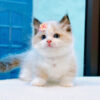 Mèo Ragdoll Màu Bicolor Chân Lùn Cái Mã RD256