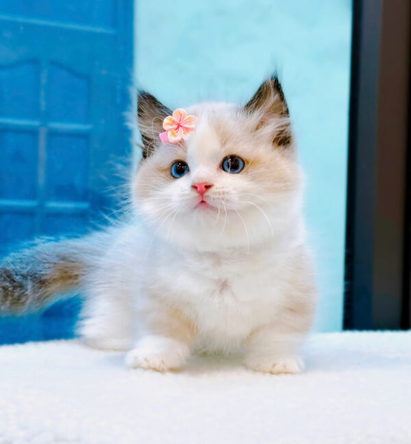 Mèo Ragdoll Màu Bicolor Chân Lùn Cái Mã RD256