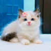 Mèo Ragdoll Màu Bicolor Chân Lùn Cái Mã RD256