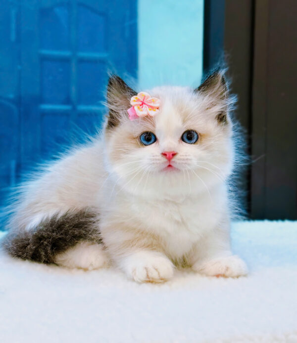 Mèo Ragdoll Màu Bicolor Chân Lùn Cái Mã RD256