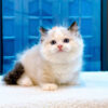 Mèo Ragdoll Muchkin Màu Bicolor Đực Mã RD257