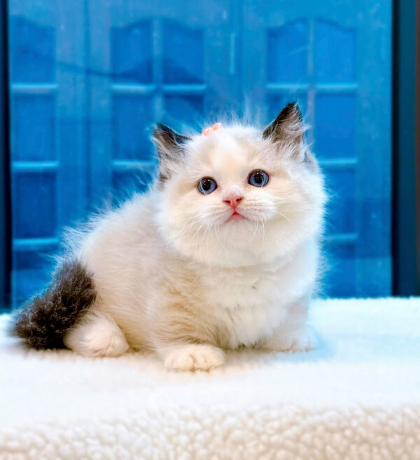 Mèo Ragdoll Muchkin Màu Bicolor Đực Mã RD257