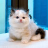 Mèo Ragdoll Muchkin Màu Bicolor Đực Mã RD257