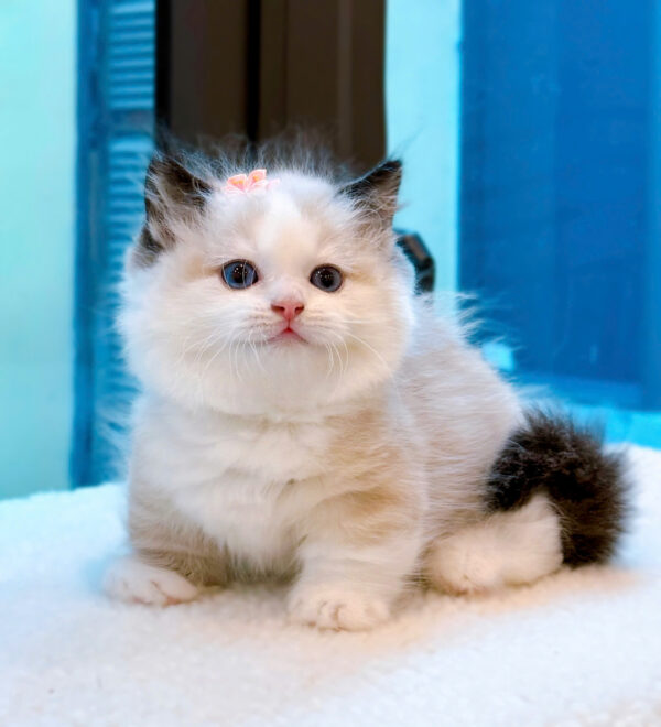 Mèo Ragdoll Muchkin Màu Bicolor Đực Mã RD257