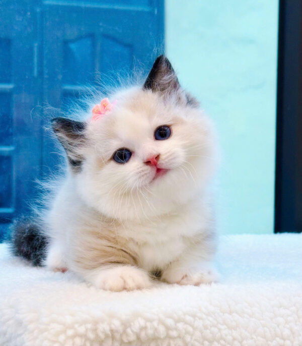 Mèo Ragdoll Muchkin Màu Bicolor Đực Mã RD257