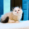 Mèo Ragdoll Muchkin Màu Bicolor Đực Mã RD257