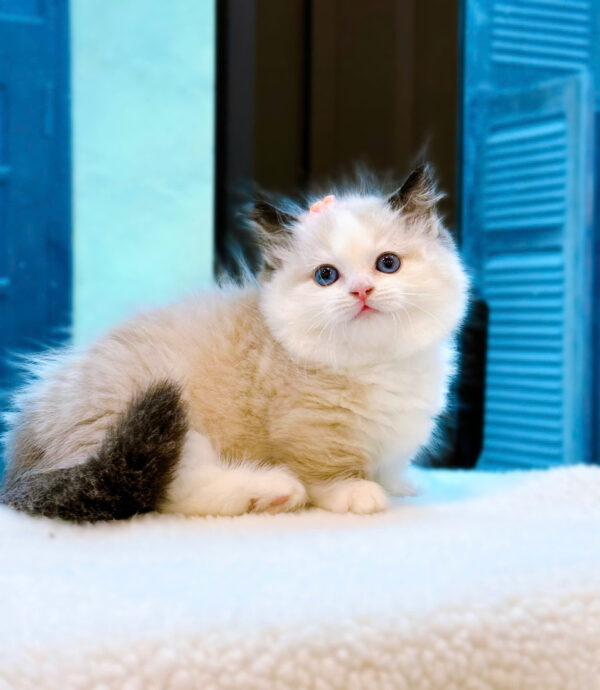 Mèo Ragdoll Muchkin Màu Bicolor Đực Mã RD257
