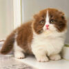 Mèo Anh Lông Dài Scottish Fold Màu Bichoco Cái Mã AD259
