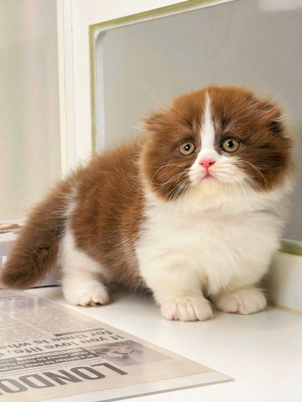 Mèo Anh Lông Dài Scottish Fold Màu Bichoco Cái Mã AD259
