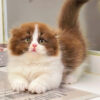 Mèo Anh Lông Dài Scottish Fold Màu Bichoco Cái Mã AD259