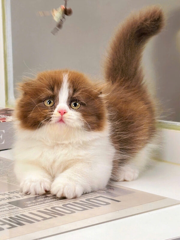 Mèo Anh Lông Dài Scottish Fold Màu Bichoco Cái Mã AD259