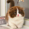 Mèo Anh Lông Dài Scottish Fold Màu Bichoco Cái Mã AD259