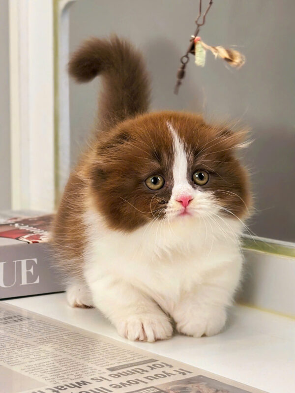 Mèo Anh Lông Dài Scottish Fold Màu Bichoco Cái Mã AD259