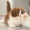 Mèo Anh Lông Dài Scottish Fold Màu Bichoco Cái Mã AD259