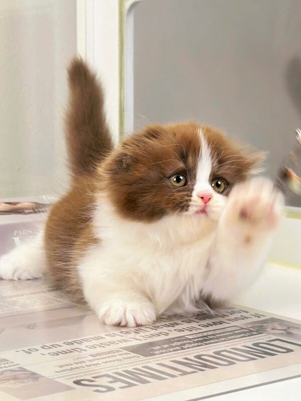 Mèo Anh Lông Dài Scottish Fold Màu Bichoco Cái Mã AD259