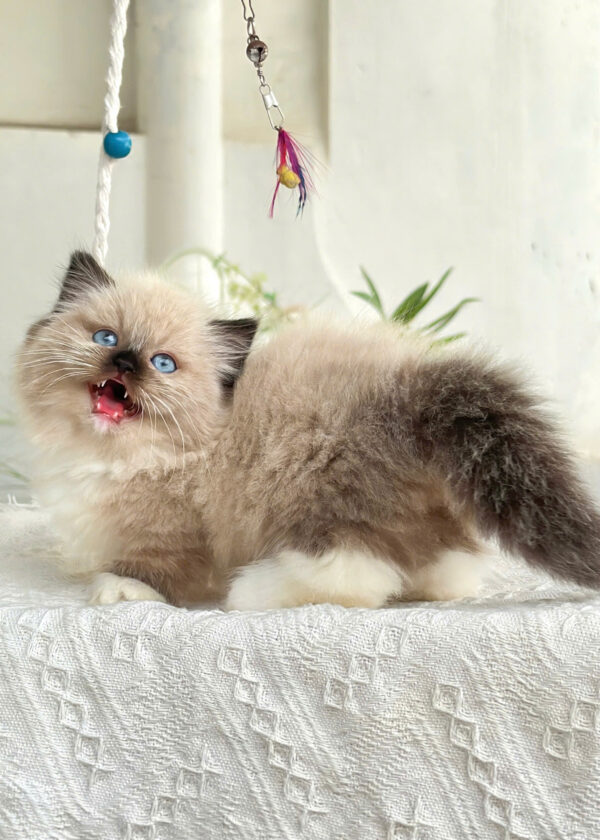 Mèo Anh Lông Dài Muchkin Màu Hymalaya Đực Mã AD261