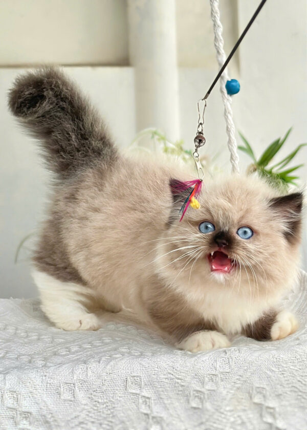 Mèo Anh Lông Dài Muchkin Màu Hymalaya Đực Mã AD261