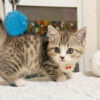 Mèo Anh lông Ngắn Muchkin Màu Tabby Cái Mã AN264