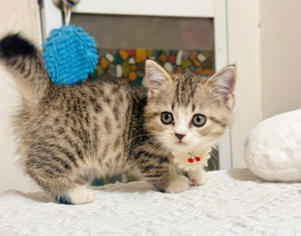 Mèo Anh lông Ngắn Muchkin Màu Tabby Cái Mã AN264