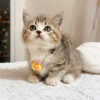 Mèo Anh lông Ngắn Muchkin Màu Tabby Cái Mã AN264