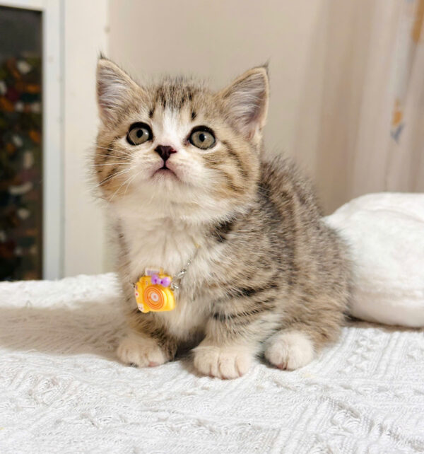 Mèo Anh lông Ngắn Muchkin Màu Tabby Cái Mã AN264